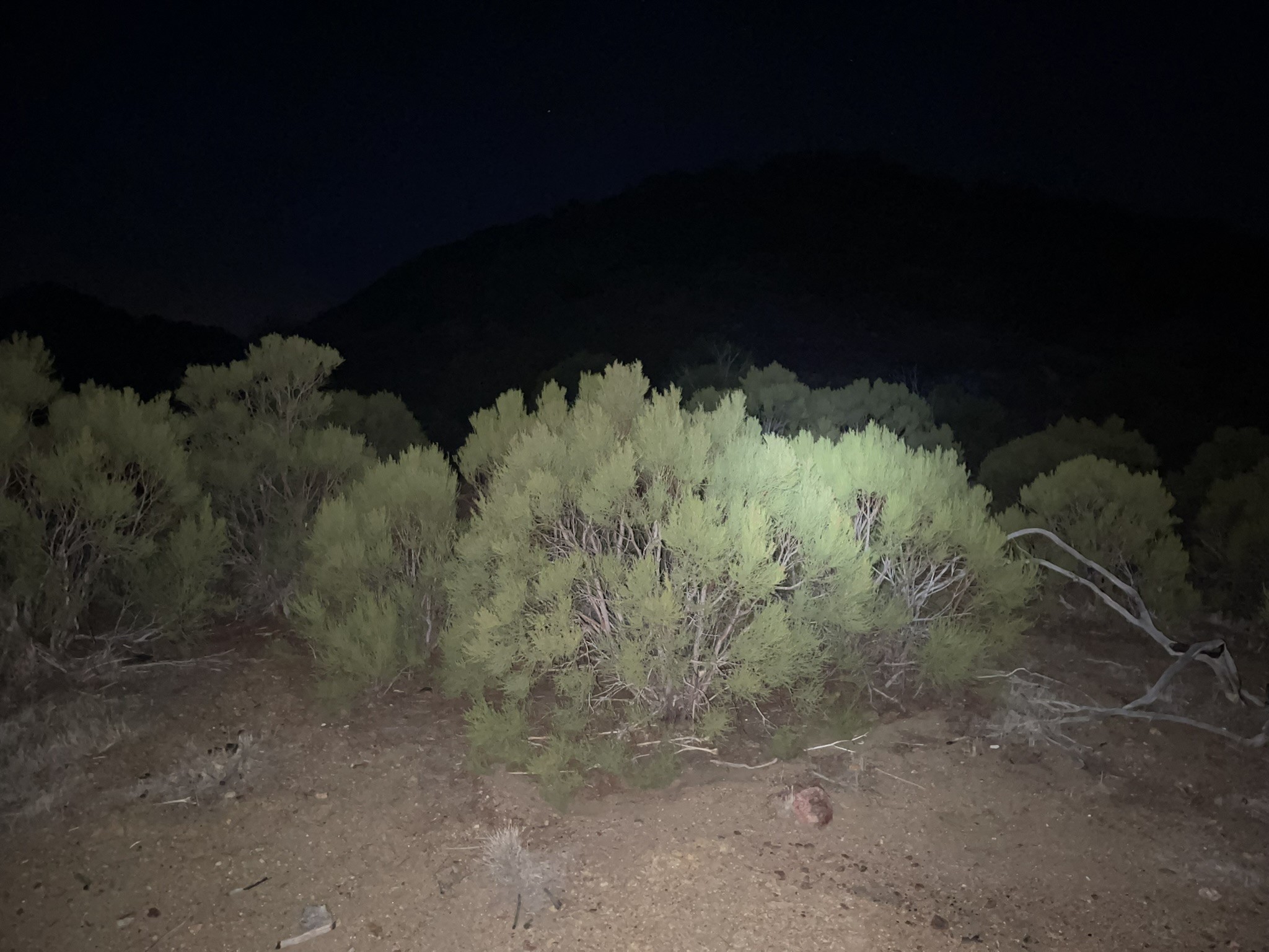Pike Benchmark and Cody Benchmark 01/08/2022 – TJ's Adventures